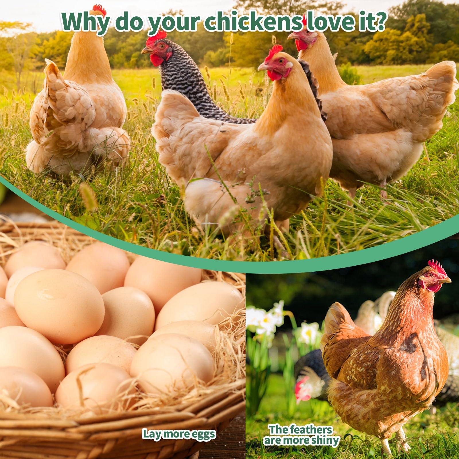 FCI Grubs chickens foraging with BSFL treat in coop