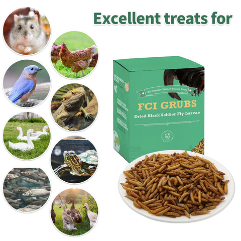 FCI Grubs coop feeding scene shows easy-to-dish feed for multiple birds