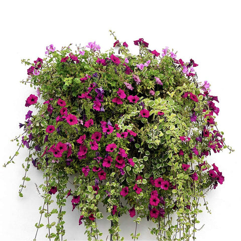 FDGARDEN air-permeable coir liner promotes better root aeration