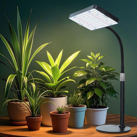 FECiDA seedling-friendly setup for indoor plant growth