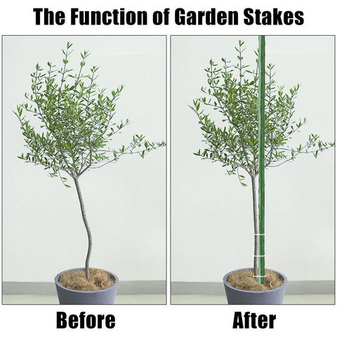 FEED GARDEN 48-inch grape stake keeps vines tidy and evenly spaced.