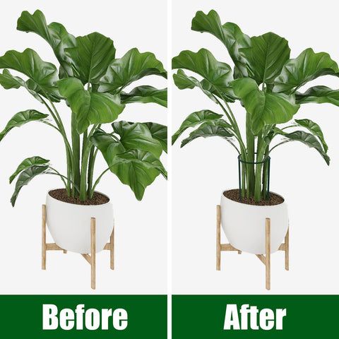 FEED GARDEN versatile plant support rings for tomatoes hydrangeas and vines