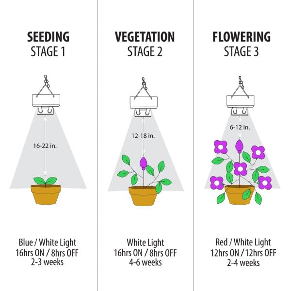 Feit Electric fixture runs cooler than HPS, reducing leaf burn risk.