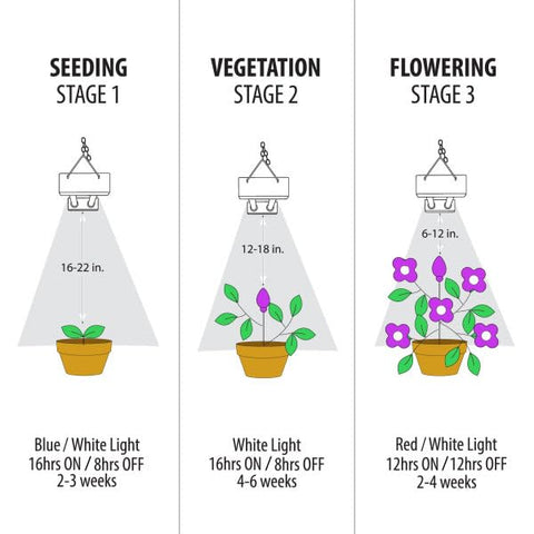 Feit Electric fixture runs cooler than HPS, reducing leaf burn risk.