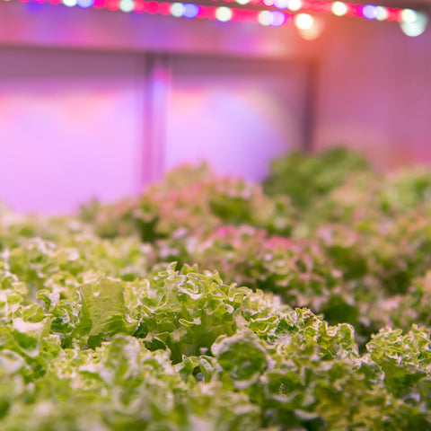 Hydroponic indoor garden setup shown with Feit Electric grow light.