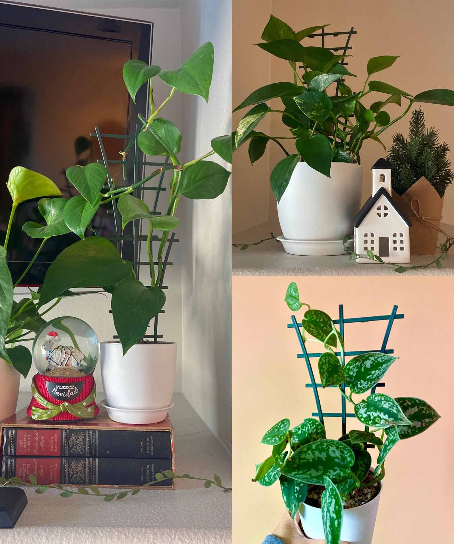 Feitore plant trellis supports small potted plants securely.
