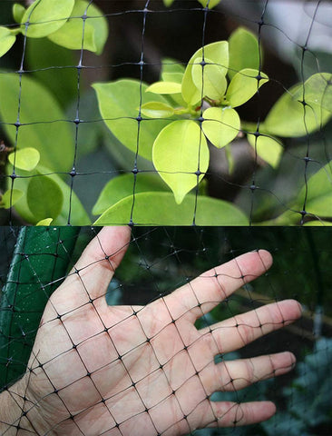 Feitore netting over vegetables keeps birds and deer at bay