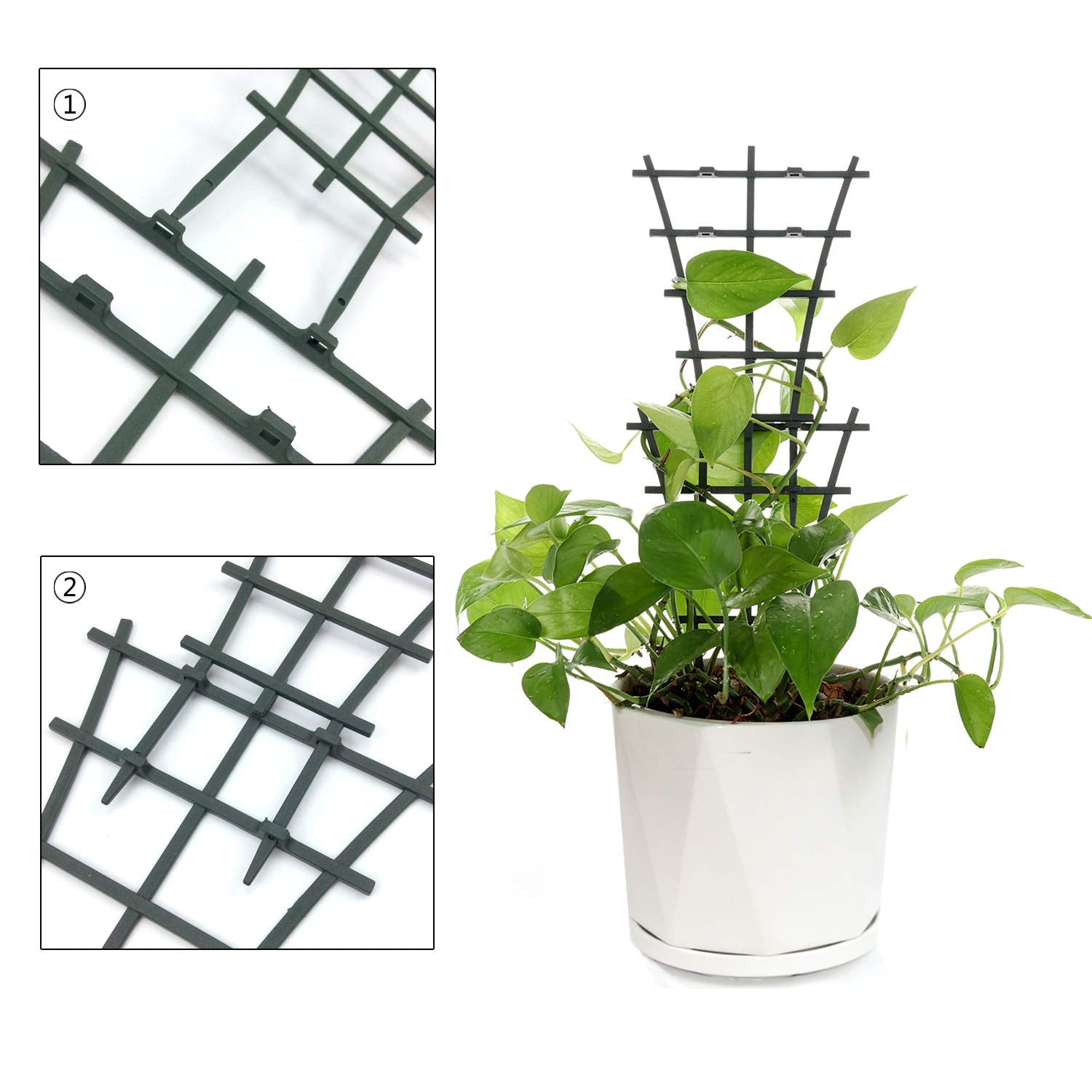 Feitore trellis clematis-morning-glory-support shows vines guided with elegant training.