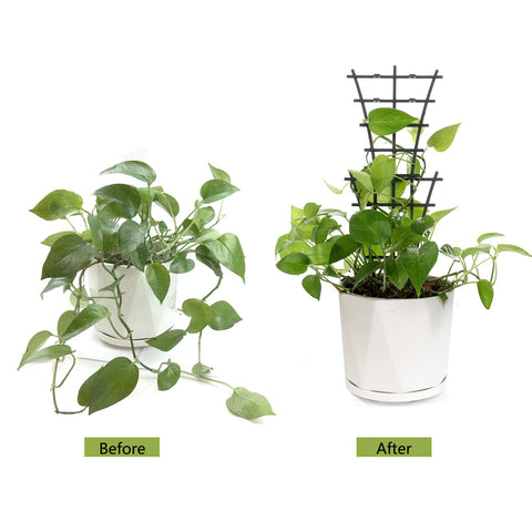 Feitore trellis used with cucumber or beans starter plants.