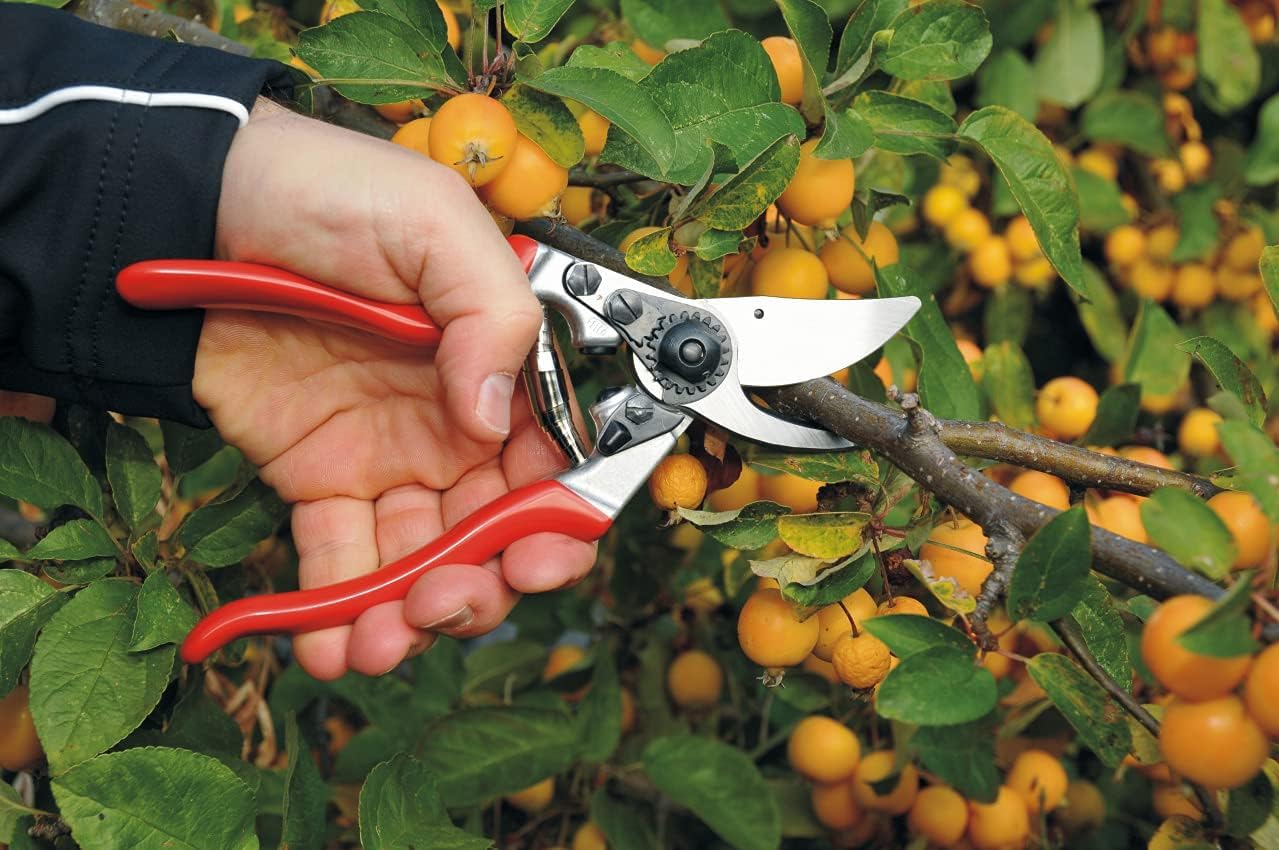 Felco F9 left-handed pruner with ergonomic handles for comfortable extended pruning.