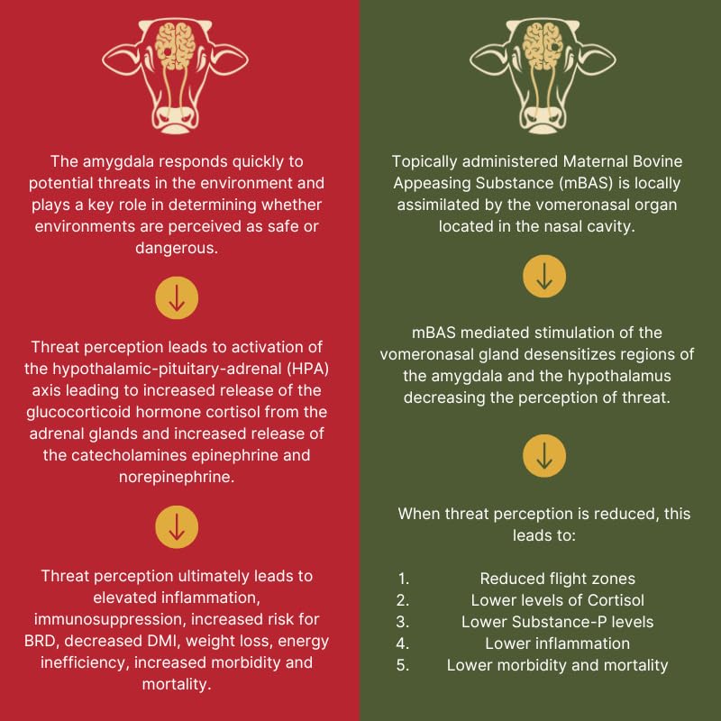 FerAppease dosage guide ensures proper topical application in cattle.