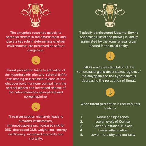 FerAppease dosage guide ensures proper topical application in cattle.