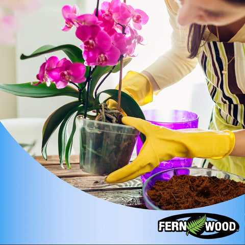 Fernwood-capillary-action-moisture-movement demonstrates even water distribution to orchid roots