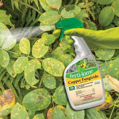 Ferti-lome copper fungicide spray demonstrates easy application for tomato and fruit tree protection