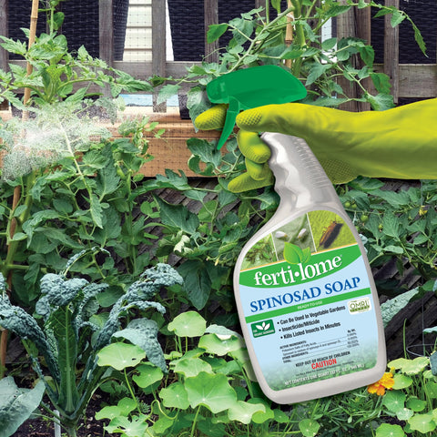 Applying ferti-lome Spinosad Soap Insecticide in the garden for pest control