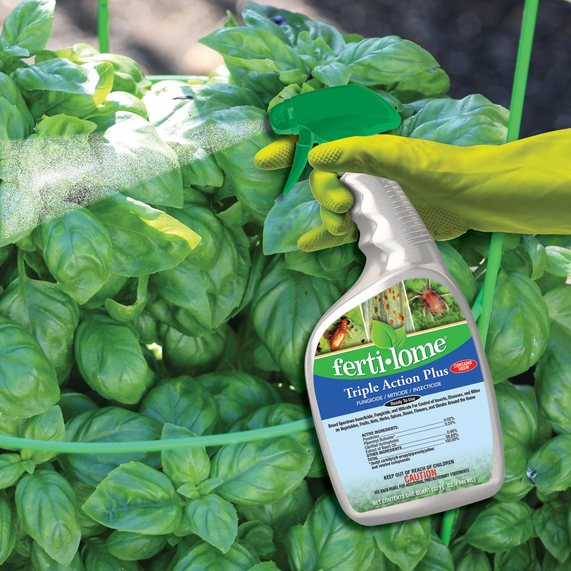 Ferti-lome 10251 guards roses and shrubs against fungi and insect damage.