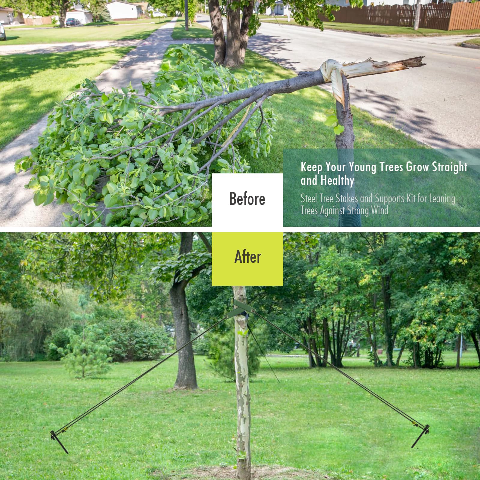Fetanten rope provides adjustable anchoring for secure tree stabilization.