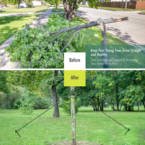 Fetanten rope provides adjustable anchoring for secure tree stabilization.