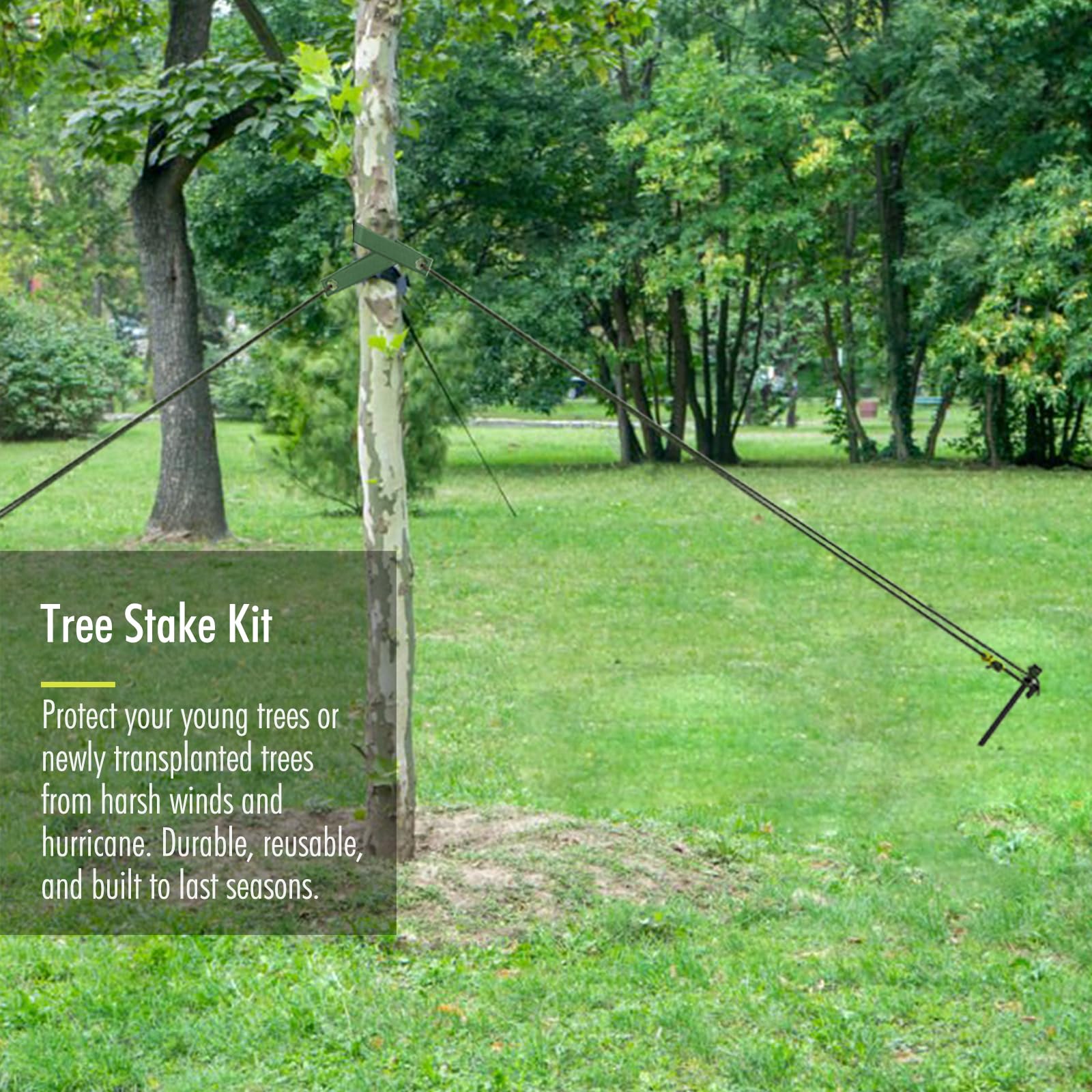 Fetanten tree straps stabilize trunks for upright growth during wind.
