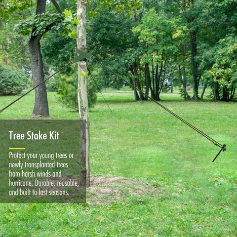 Fetanten tree straps stabilize trunks for upright growth during wind.