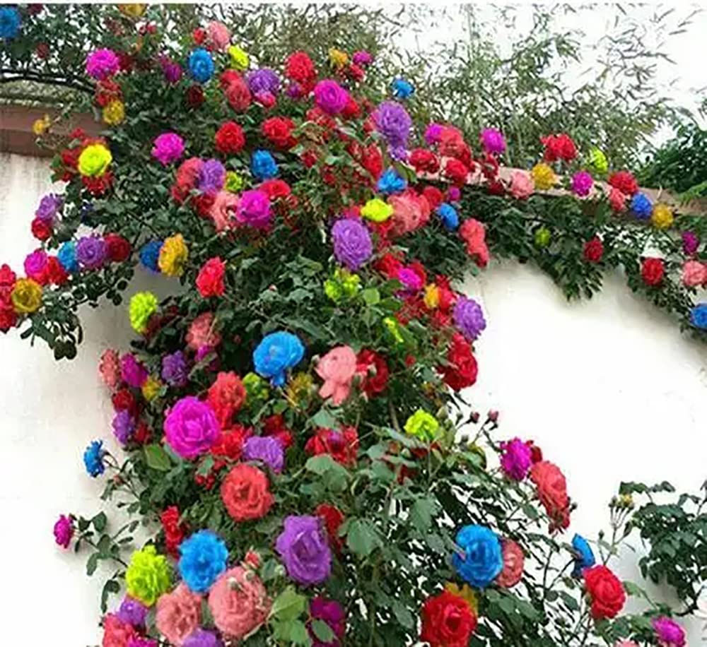 Ficoszo 200+ mix climbing rose seeds pack for outdoor planting, ideal climbers.