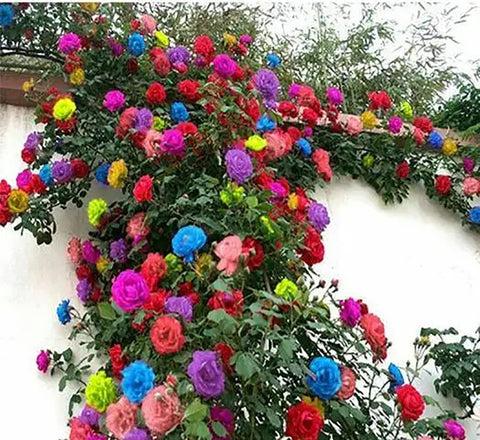 Ficoszo 200+ mix climbing rose seeds pack for outdoor planting, ideal climbers.