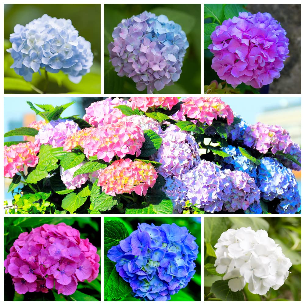 Ficoszo 60plus mixed-color hydrangea seeds pack ready for sowing in home gardens for vibrant borders.