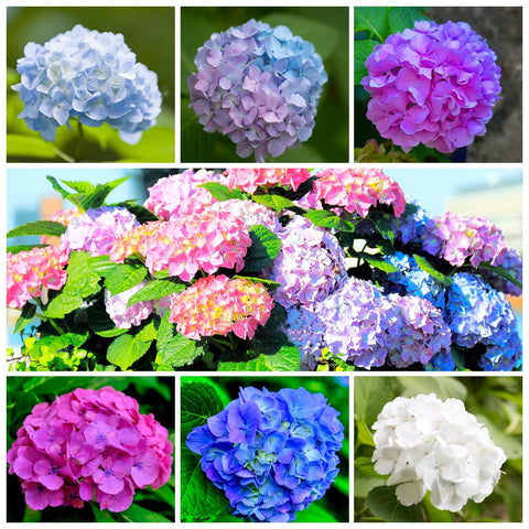 Ficoszo 60plus mixed-color hydrangea seeds pack ready for sowing in home gardens for vibrant borders.