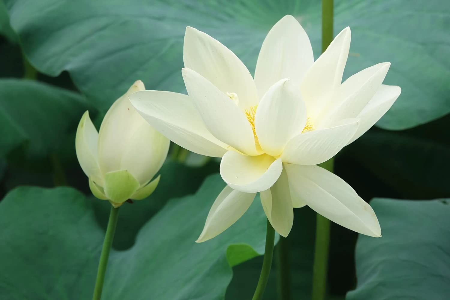 Ficoszo aquatic plant Nelumbo for beginner-friendly garden projects in water features.