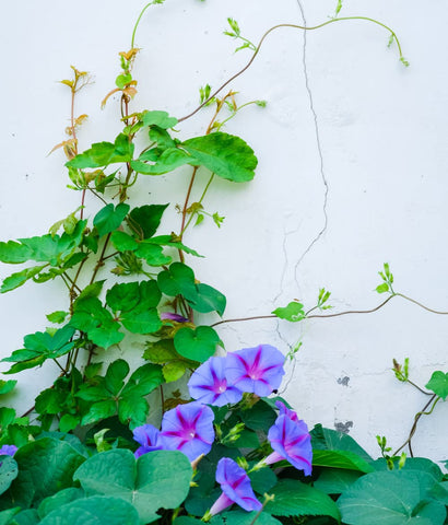 Ficoszo Beautiful vine on a trellis adding vertical color