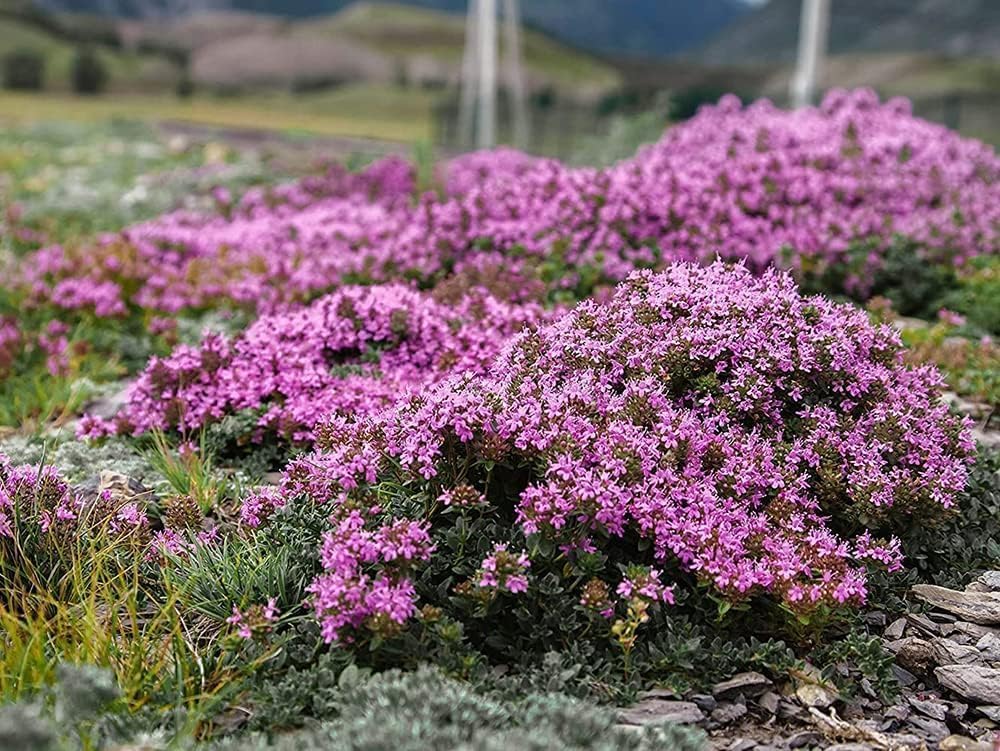 Ficoszo between paving stones thyme-seeds ideal for edge planting