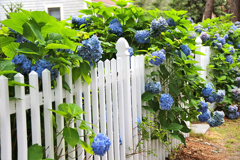 Ficoszo bonsai hydrangea grower kit helps shaping a compact decorative plant.