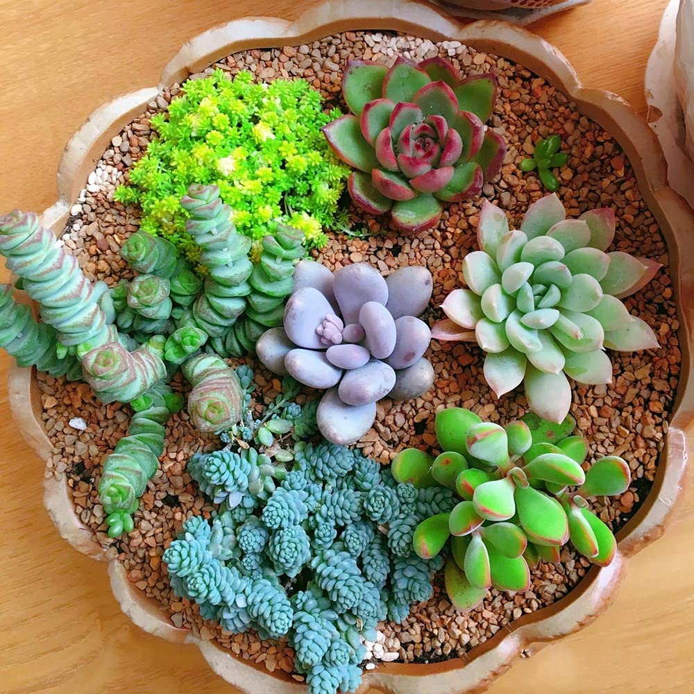 Ficoszo bonsai ornamental succulent seeds to inspire mini landscapes.