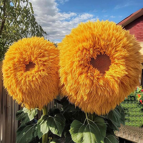 Teddybear sunflowers lining a garden border by Ficoszo