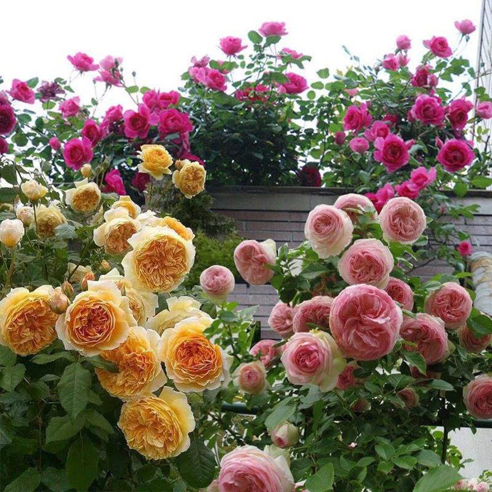 Ficoszo climbing rose seeds vibrant bloom preview inspires garden design.