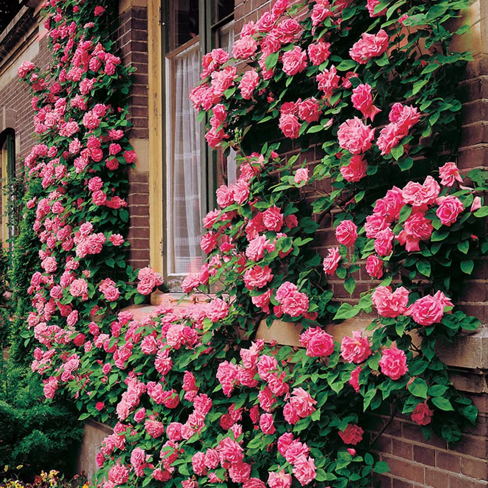 Ficoszo climbing rose vine near fence showcases vertical growth potential.