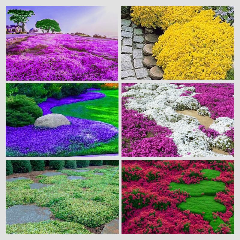 Ficoszo creeping thyme seeds mix pack for easy spreading in dry garden beds