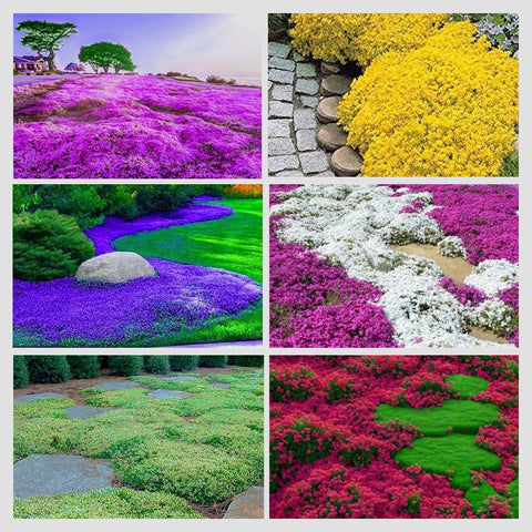 Ficoszo creeping thyme seeds mix pack for easy spreading in dry garden beds