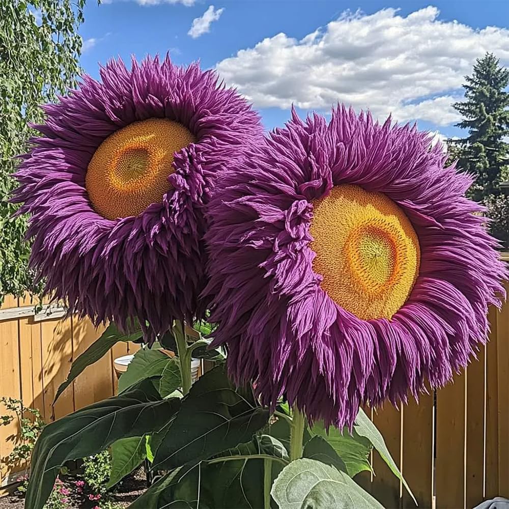 Stems from Ficoszo sunflowers ready for indoor bouquets
