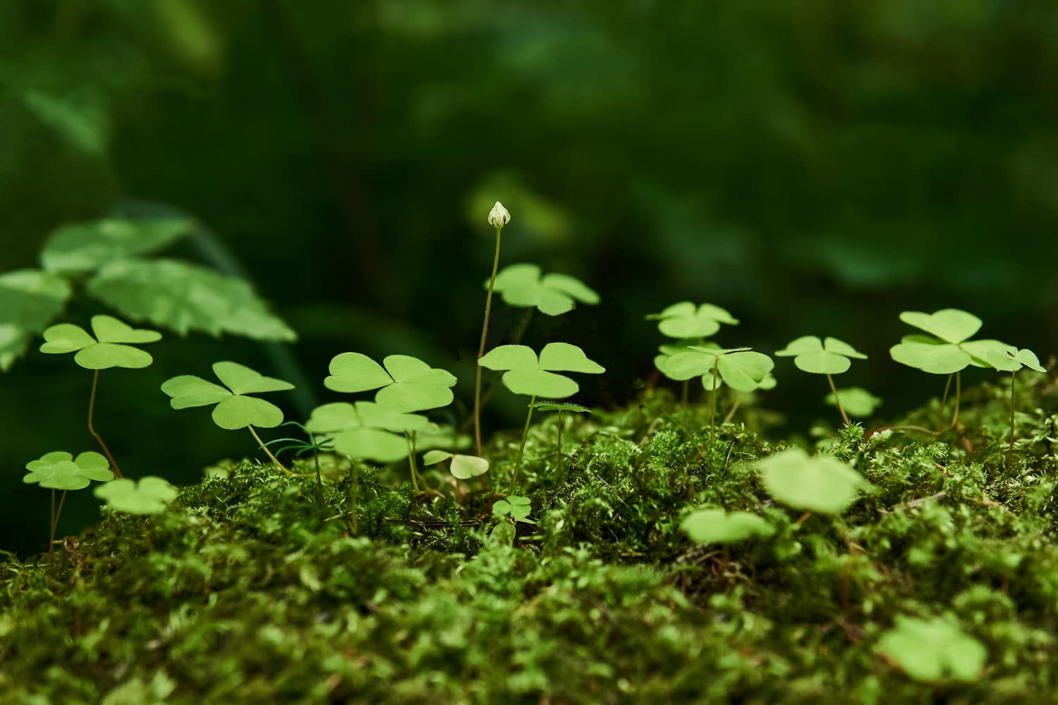 Ficoszo green carpet clover provides a lush lawn substitute
