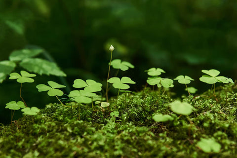 Ficoszo green carpet clover provides a lush lawn substitute