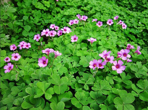 Ficoszo Green Shamrock Blooms display cheerful color from spring through autumn.