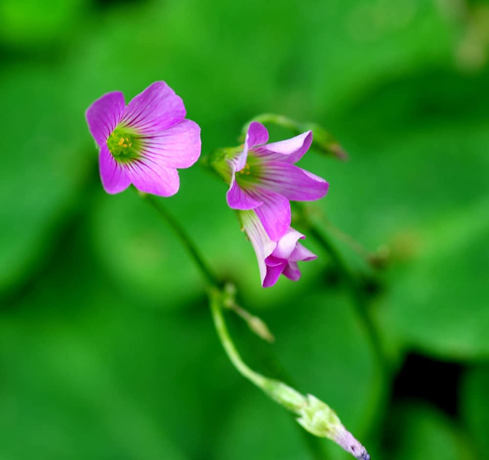 Ficoszo Green Shamrock Bulbs arrival shows fresh, ready-to-plant bulbs for your garden.