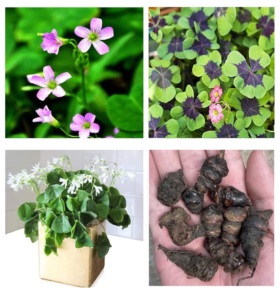 Ficoszo Green Shamrock Bulbs pack ready for planting, adding color to indoor spaces.