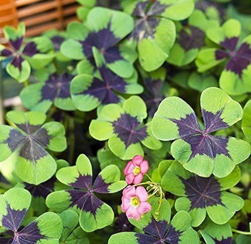 Ficoszo Green Shamrock leaves close-up reveal vibrant, clover-like foliage.