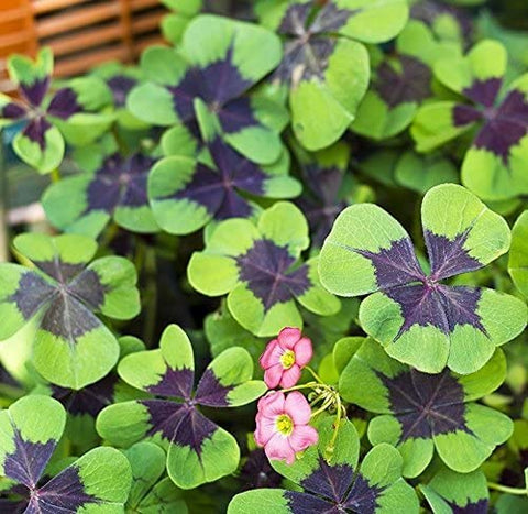 Ficoszo Green Shamrock leaves close-up reveal vibrant, clover-like foliage.