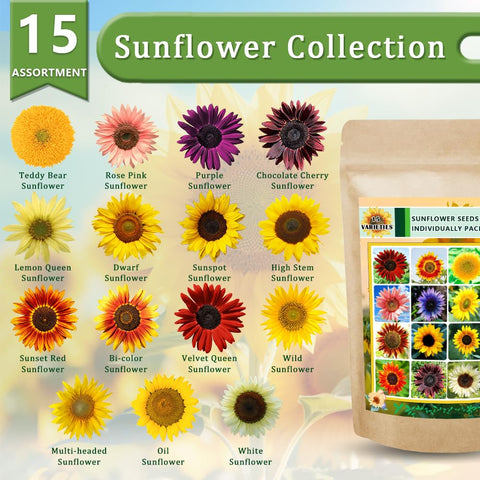 Ficoszo heirloom sunflower varieties mix, colorful garden display and pollinator appeal