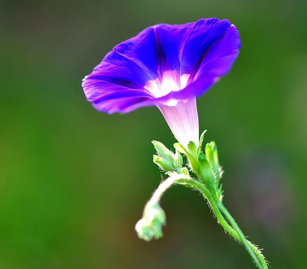 Ficoszo High germination seeds for quicker Morning Glory growth