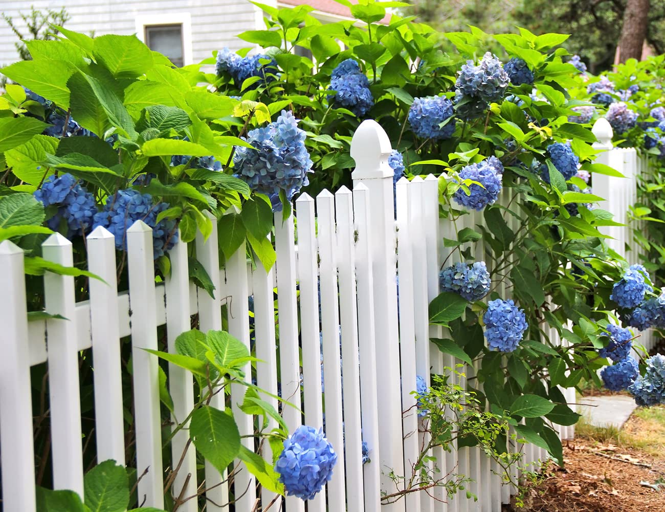 Ficoszo hydrangea acid-soil color shift reveals bloom hues.