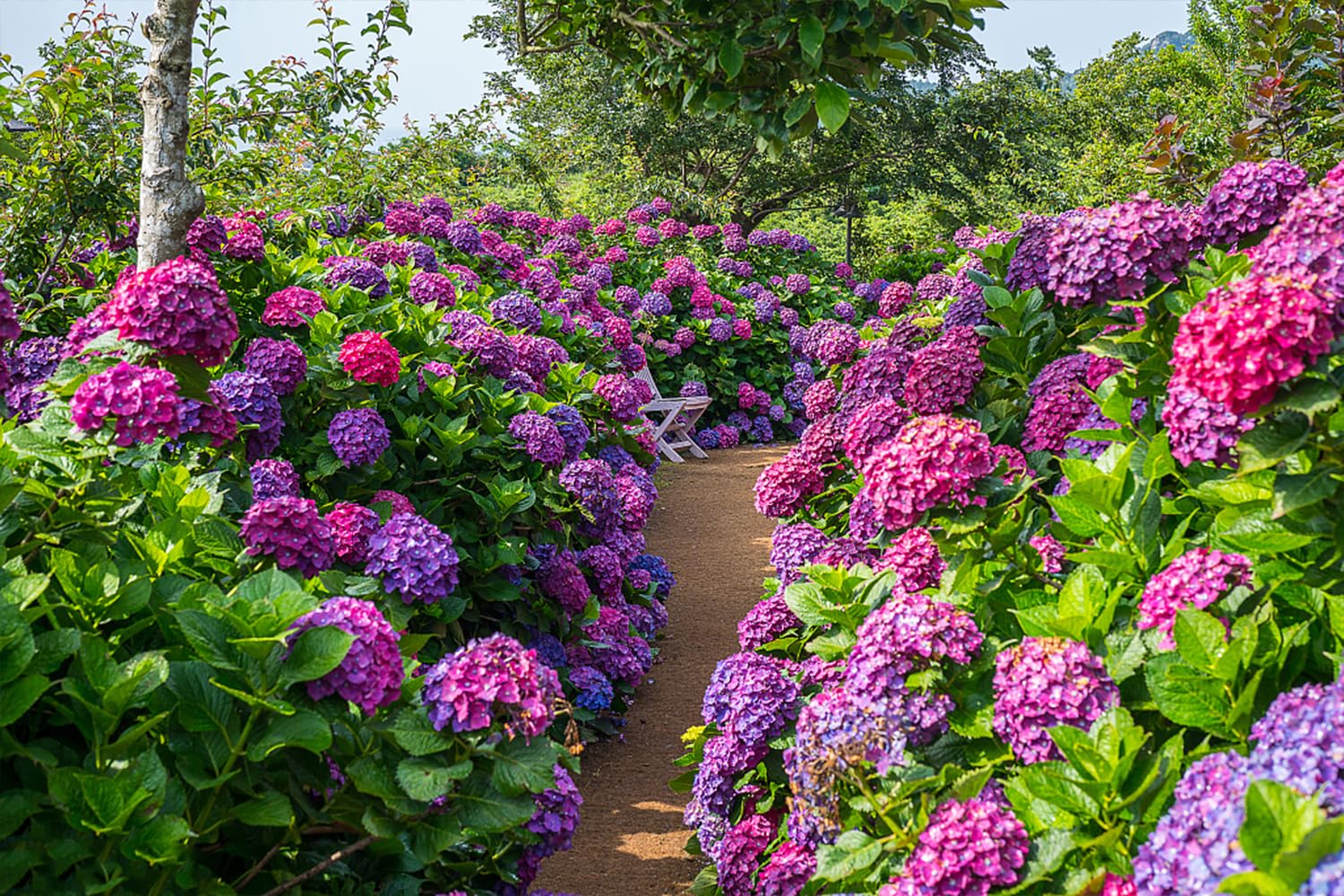 Ficoszo hydrangea blooms reach 8–20 cm diameter for bold focal points.